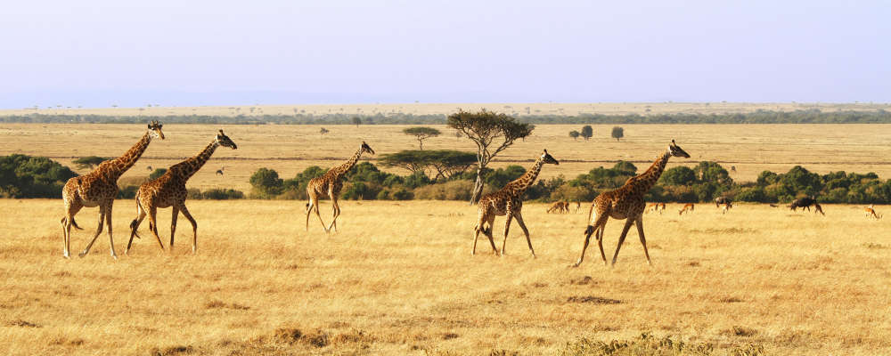 Safarirejse til afrika