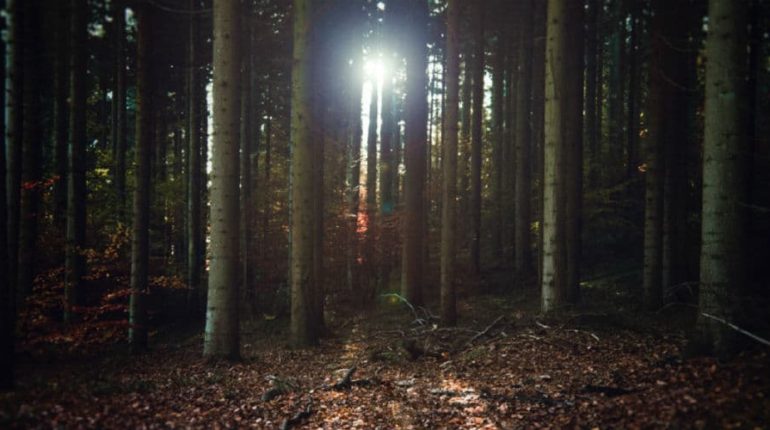 Sov ved en bålhytte i de danske skove